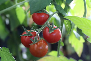bush tomatoes, tomatoes, nachtschattengewächs, vegetables, fresh, vegetable growing, eat, home garden, tomatenrispe, tomato shrub, harvest