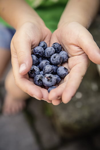person holding raspberries, berry, blueberry, fruit, food, palm, hand, blur, human hand, human body part, holding