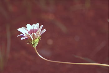 selective, focus photo, pink, daisy, bloom, focus, photography, white, flower, growth, fragility