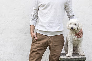 uomo, cane, animale domestico, in piedi, posa, amici, sfondo, struttura, persona, casuale, animale