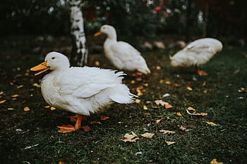 アヒル、 草、 白、 鳥、 葉、 動物、 自然、 アウトドア、 農場、 くちばし、 ガチョウ