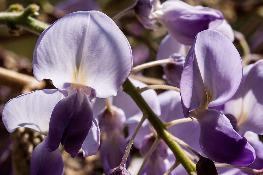 modrý déšť, wisteria, wisterien, glycinen, zvláštní, květiny, makro, květ, fabaceae, lezecké rostliny, liane
