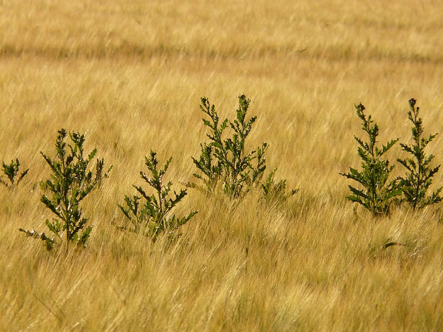 plíží se, bodlák, Acker bodlák, plíživý bodlák, acker, cirsium arvense, bylinná rostlina, pole bodlák, květ, rostlina, flóra