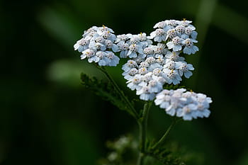 selettivo, fotografia a fuoco, bianca, fiori petalo, millefoglie, pianta, fiorire, fioritura, fiore bianco, piante da pascolo, pianta medicinale