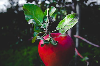 rosso, Mela, albero, Mela rossa, cibo bevanda, cibo, frutta, salutare, natura, foglia, maturo
