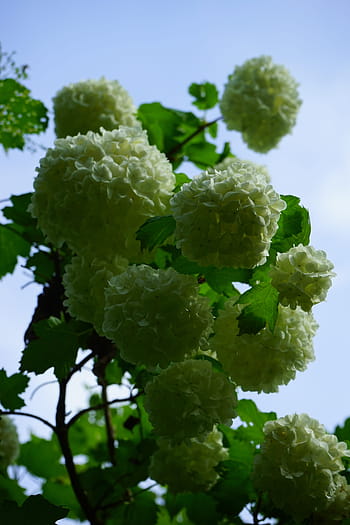 opulus viburnum, infiorescenza, sferico, bianca, palla di neve vera, cespuglio, fiori, le foglie, verde, viburnum opulus roseum, arbusto ornamentale