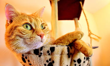 orange tabby cat, cat, red, cute, mackerel, tiger, sweet, cuddly, animal, domestic cat, fur