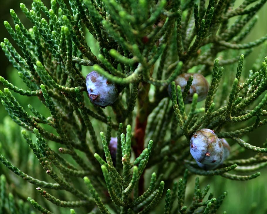 jalovcové bobulky, kužel semen, evergreen, jalovec, bobule, strom, větev, listy, flóra, Příroda, detail