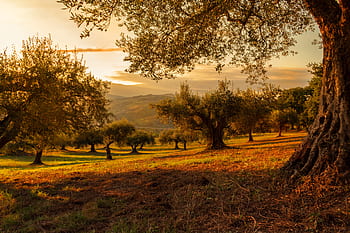 piantagione, tramonto, natura, piante, paesaggio, olive, olivo, all'aperto, ambiente, alberi, panoramico