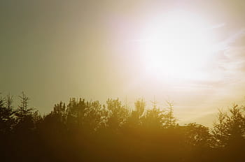 silhouette, trees, sunset, plants, nature, sky, sunlight, sunrise, sunshine, tree, outdoors