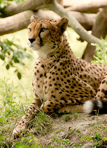 cheetah, lying, ground, tree, africa, kenya, safari, nature, holiday, national park, animals