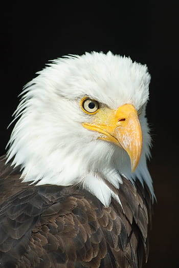 focused, bald, eagle, bald eagle, adler, bird of prey, raptor, animal, bill, bald eagles, nature