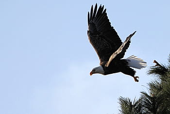 white, black, america eagle, eagle, bald, flying, raptor, bird, nature, wild, flight