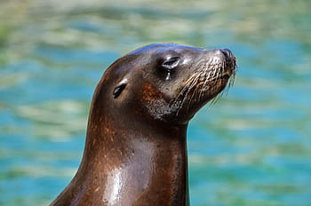 leone marino nero, foto, foca, mare, Leone, bagnato, acquatico, animale, oceano, nuoto, piscina, un animale