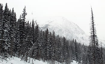 pine trees lot, trees, winter, season, forest, woods, nature, snow, cold, mountains, cold temperature