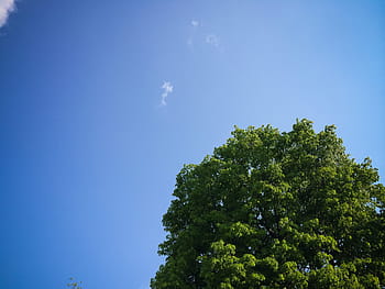空の木、 空、 木、 抽象、 ミニマル、 ミニマリズム、 自然、 青、 アウトドア、 日、 夏