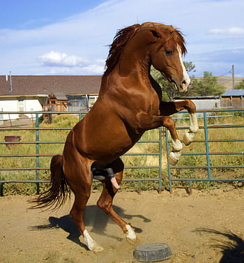 wild, stallion, horse, mustang, cowboy, unicorn, pony, horseback riding, dressage, arabian horse, arabians
