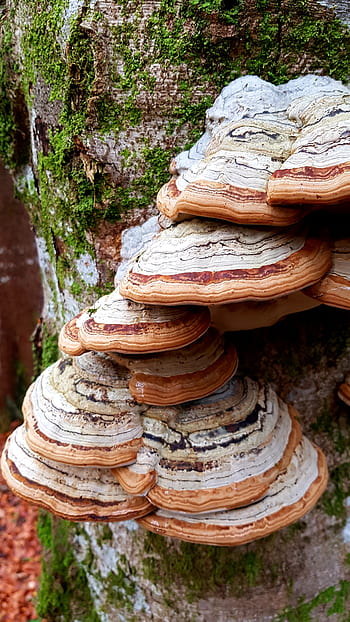 baumschwamm, houba, strom, log, rozchod, les, lesní podlaha, Příroda, podzim, mech