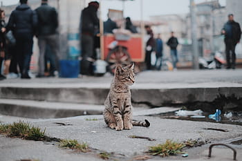 태비, 고양이, 좌석, 회색, 콘크리트, 포장, 착한 애, 동물, 흐림, 외부, 사람들