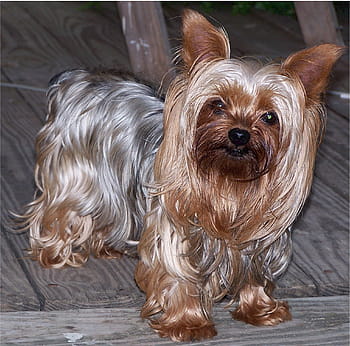 blu, cucciolo di yorkshire terrier d'oro, Yorkshire Terrier, cane, terrier, canino, animale, mammifero, piccolo, di razza, Yorkie