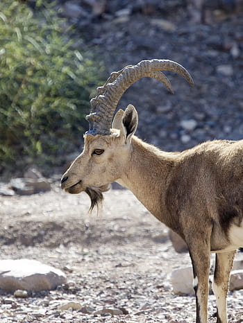 nubian ibex, rohy, Rudé moře, Izrael, eilat, divoký, kozorožec, nubian, koza, vousy, volně žijících živočichů