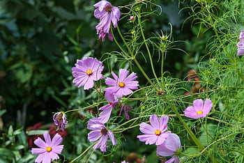 plants, nature, flower, bloom, petals, stem, leaves, garden, outdoor, green, lavender