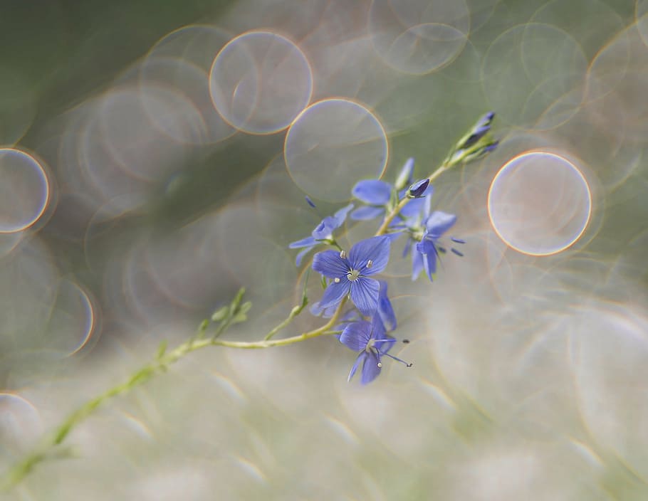 mělký, zaostřovací fotografie, modrý, květ květu, čestné ocenění, bokeh, louka, plevel, travní porosty, tráva, Příroda