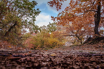 autumn, trees, road, colors, tree, leaves, landscape, sky, red, nature