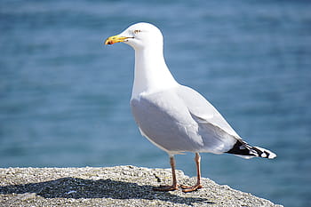 gabbiano, in piedi, formazione rocciosa, giorno, animali, uccello, roccia, acqua, mare, in profondità, piuma
