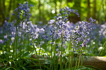 jacinthes ensoleillées, asseoir, les bois, ensoleillé, jacinthes des bois, dans les bois, la nature, fleur, fleurs, Naturel, violet
