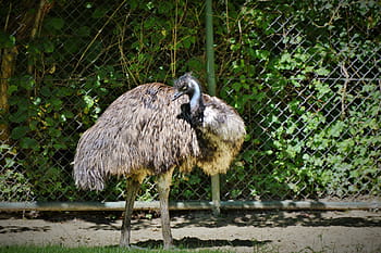 emoe, niet-vliegende vogel, vogel, looploze laufvogel, dierentuin, dieren wereld, tierpark hellabrunn