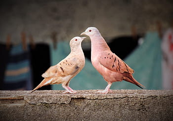 two, brown, birds, facing, ruddy ground dove, weasels, birdie, bird, couple birds, wall