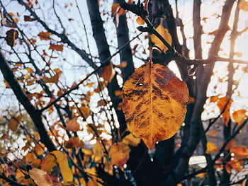 trees, leaves, nature, fall, autumn, sunshine, sunlight, branches