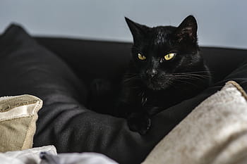猫の肖像画、 猫、 ポートレート、 ペット、 動物、 飼い猫、 快適、 ソファー、 睡眠、 屋内、 休息