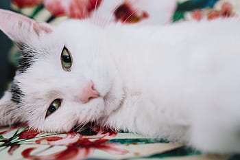kursi, bersantai, membelai, hewan, imut, kucing, kucing putih, sedang tidur, manis, tidur sebentar, kelucuan