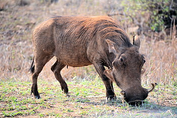 whartog, kruger park south africa, wildlife, nature, animal, animals In The Wild, africa, safari Animals, mammal, warthog, wildlife Reserve