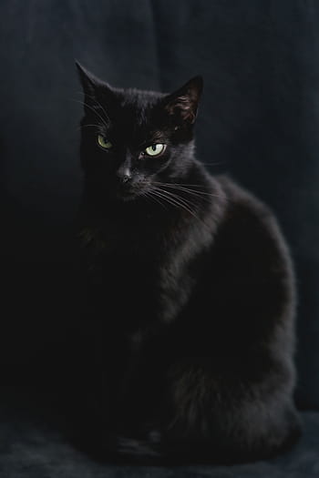 黒、 猫、 肖像画、 黒猫、 ペット、 動物、 飼い猫、 かわいい、 毛皮、 探している、 哺乳類