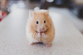 selective, focus photo, beige, rodent, standing, gray, tiles, top, selective focus, animal, pets