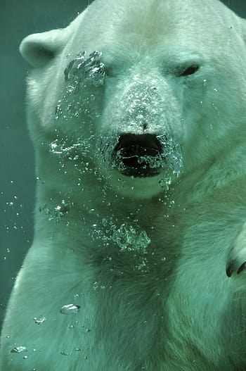 polar, bear, underwater, bubbles, polar bear, arctic, animal, mammal, submerged, water, teal