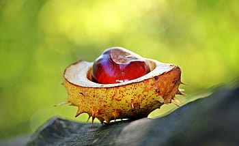 close, photography, red, orange, spiky fruit, chestnut, autumn, spur, open, open chestnut, shell