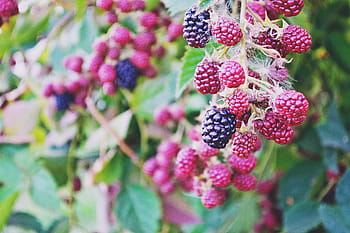 selettivo, fotografia a fuoco, rosso, nero, lampone, frutta, blu, bacca, frutti di bosco, albero, le foglie