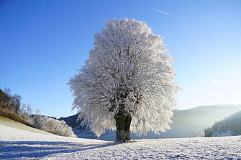 bílý, třešeň, květ, Průhledná, modrý, nebe, zimní, strom, jinovatka, větev, ledový