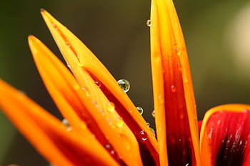 flower, yellow, bloom, garden, plant, nature, autumn, fall, water, rain, drop
