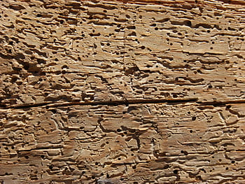 legna, tarlo, marcio, vecchio legno, struttura, sfondo, legno marcio