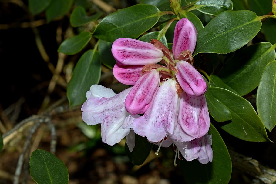 pink-and-white cluster bell flower, rhododendron, spring, bud, flowers, plant, pink rhododendron, flowering shrub, pink, white, nature
