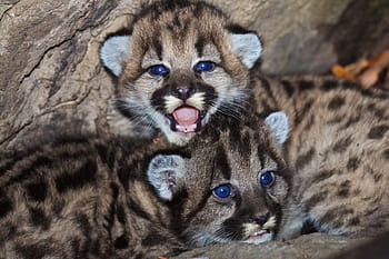 leopard cubs, mountain lions, cubs, babies, wildlife, nature, puma, cougar, cats, animals, cute
