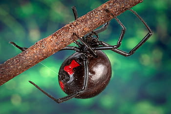 black, widow spider, tree branch, Black Widow Spider, Arachnid, Macro, poisonous, scary, nature, venomous, creepy