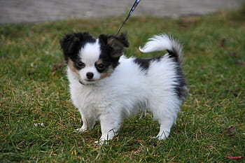 white, black, chihuahua puppy, green, grass, animals, dogs, puppies, chihuahua