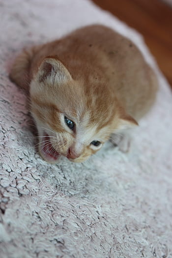 Evcil Hayvan, kedi, kedi yavrusu, bebek, kediler, sevimli, bebek kediler, Şirin kedi, tatlı hayvanlar, hayvan, Evcil Hayvanlar