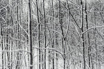 detailní fotografie, bezlisté stromy, ve stupních šedi, fotografování, bezlistý, stromy, strom, větev, rostlina, Příroda, sníh
